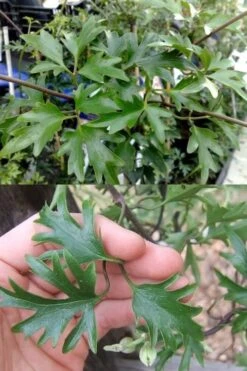 Avalanche Evergreen Clematis - 2 Gallon Pot -Garden Plant Store Clematis Avalanche 15