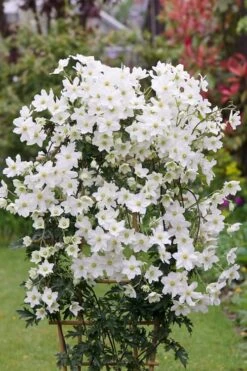 Avalanche Evergreen Clematis - 2 Gallon Pot -Garden Plant Store Clematis Avalanche 5