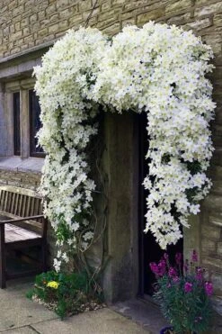 Avalanche Evergreen Clematis - 2 Gallon Pot -Garden Plant Store Clematis Avalanche 7