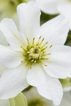 Avalanche Evergreen Clematis - 2 Gallon Pot -Garden Plant Store Clematis Avalanche 8