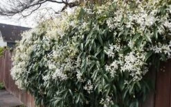Snowdrift Evergreen Clematis Armandii - 5 Gallon Pot 15 Snowdrift Evergreen Clematis Armandii - 5 Gallon Pot -Garden Plant Store Clematis Snowdrift 22 2