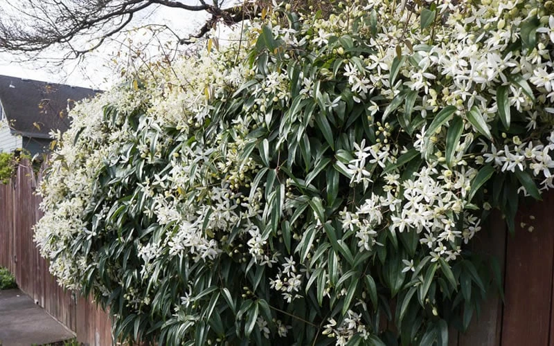Snowdrift Evergreen Clematis Armandii - 5 Gallon Pot 8 Snowdrift Evergreen Clematis Armandii - 5 Gallon Pot - Image 8