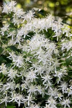 Sweet Autumn Clematis - 1 Gallon Pot 13 Sweet Autumn Clematis - 1 Gallon Pot -Garden Plant Store Clematis Sweet Autumn 2
