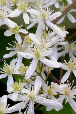 Sweet Autumn Clematis Terniflora - 3 Gallon Pot -Garden Plant Store Clematis Sweet Autumn 5 1