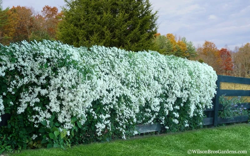 Sweet Autumn Clematis - 1 Gallon Pot 6 Sweet Autumn Clematis - 1 Gallon Pot - Image 6
