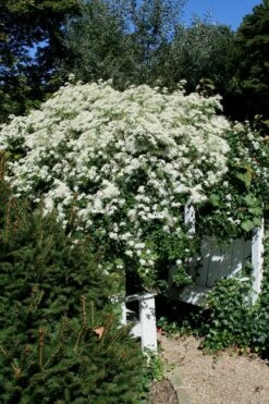 Sweet Autumn Clematis Terniflora - 3 Gallon Pot -Garden Plant Store Clematis Sweet Autumn 7 1