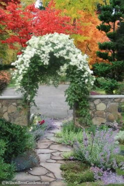 Sweet Autumn Clematis - 1 Gallon Pot 12 Sweet Autumn Clematis - 1 Gallon Pot -Garden Plant Store Clematis Sweet Autumn 8
