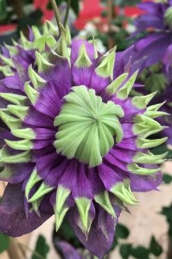 Taiga Clematis - 1 Gallon Pot 13 Taiga Clematis - 1 Gallon Pot -Garden Plant Store Clematis Taiga 2 1