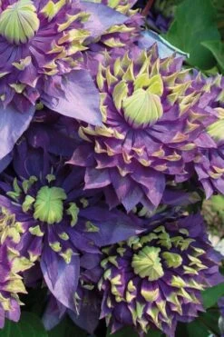 Taiga Clematis - 2 Gallon Pot 12 Taiga Clematis - 2 Gallon Pot -Garden Plant Store Clematis Taiga 3 2