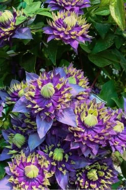 Taiga Clematis - 3 Gallon Pot 14 Taiga Clematis - 3 Gallon Pot -Garden Plant Store Clematis Taiga 4