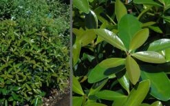 Bigfoot Cleyera Japonica - 3 Gallon Pot -Garden Plant Store Cleyera Bigfoot