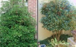 Bigfoot Cleyera Japonica - 3 Gallon Pot -Garden Plant Store Cleyera Bigfoot Tree