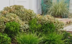 Juliet Cleyera Japonica - 2 Gallon Pot -Garden Plant Store Cleyera Juliet 2