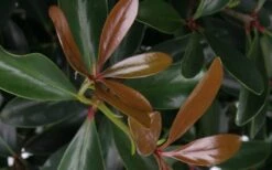 LeAnn Cleyera Japonica - 3 Gallon Pot -Garden Plant Store Cleyera LeAnn Japonica