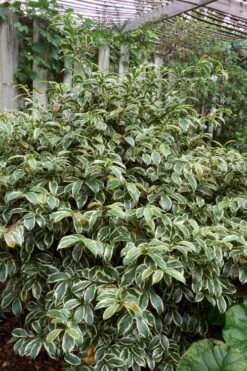 Romeo Variegated Cleyera Japonica - 2 Gallon Pot -Garden Plant Store Cleyera Romeo 5