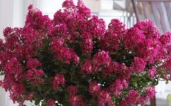 Berry Dazzle Dwarf Crape Myrtle (Single-Trunk Topiary) - 7 Gallon Pot -Garden Plant Store Crape Myrtle Berry Dazzle 3