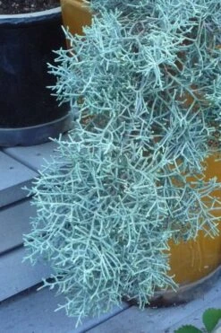 Blue Ice Arizona Cypress - 7 Gallon Pot (5-6') -Garden Plant Store Cypress Blue Ice 10