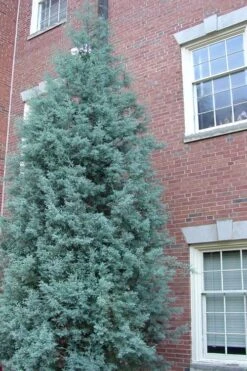 Blue Ice Arizona Cypress - 7 Gallon Pot (5-6') -Garden Plant Store Cypress Blue Ice Rev 500x750 1