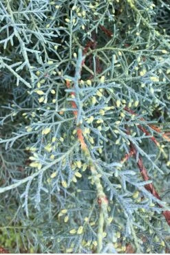 Carolina Sapphire Arizona Cypress - 3 Gallon Pot -Garden Plant Store Cypress Carolina Sapphire 23