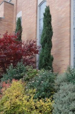 Italian Cypress - 3 Gallon Pot -Garden Plant Store Cypress Italian 10