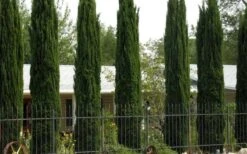 Italian Cypress - 3 Gallon Pot -Garden Plant Store Cypress Italian 3
