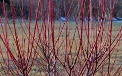 Variegated Dappled Willow Tree - Salix Integra 'Hakuro Nishiki' - 3 Gallon Pot - Tree Form -Garden Plant Store Dappled Willow Tree Stems 1