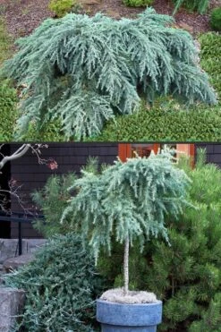 Feelin Blue Deodar Cedar (Single Trunk Tree Form) - 2 Gallon Pot -Garden Plant Store Deodar Cedar Feelin Blue 500x750 1