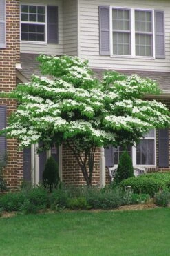 Blue Ray White Chinese Dogwood - Cornus Kousa - 5 Gallon Pot -Garden Plant Store Dogwood Blue Ray 4