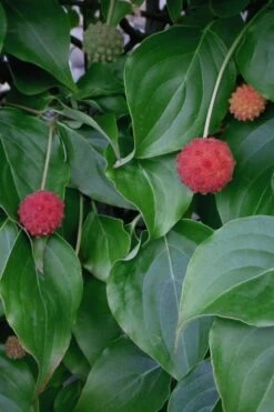 Blue Ray White Chinese Dogwood - Cornus Kousa - 5 Gallon Pot -Garden Plant Store Dogwood Blue Ray 6