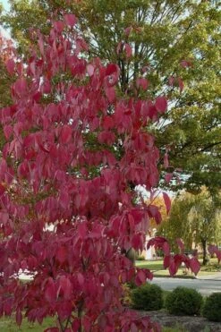 Blue Ray White Chinese Dogwood - Cornus Kousa - 5 Gallon Pot -Garden Plant Store Dogwood Blue Ray 7