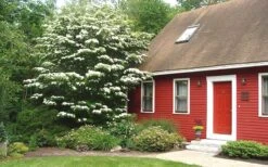 White Kousa Chinese Dogwood - Cornus Kousa - 2 Gallon Pot -Garden Plant Store Dogwood Chinese White 1