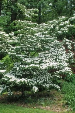 White Kousa Chinese Dogwood - Cornus Kousa - 2 Gallon Pot -Garden Plant Store Dogwood Chinese White 12
