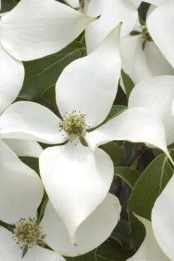 White Kousa Chinese Dogwood - Cornus Kousa - 2 Gallon Pot -Garden Plant Store Dogwood Chinese White 15