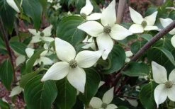 White Kousa Chinese Dogwood - Cornus Kousa - 2 Gallon Pot -Garden Plant Store Dogwood Chinese White 2