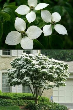 White Kousa Chinese Dogwood - Cornus Kousa - 2 Gallon Pot -Garden Plant Store Dogwood Chinese White 2 500x750 1