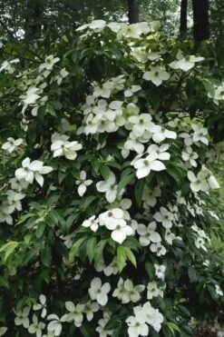 Empress Of China Dogwood - 5 Gallon Pot -Garden Plant Store Dogwood Empress Of China 35