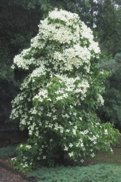 Empress Of China Dogwood - 5 Gallon Pot -Garden Plant Store Dogwood Empress Of China 51