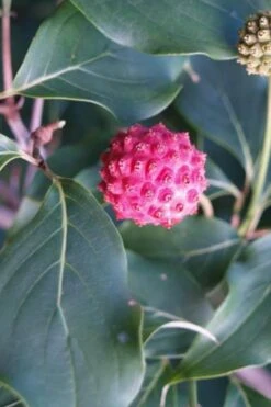 Empress Of China Dogwood - 5 Gallon Pot -Garden Plant Store Dogwood Empress of China 31