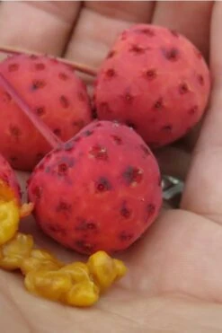 Scarlet Fire Dogwood - Cornus Kousa - 7 Gallon Pot (5-6') -Garden Plant Store Dogwood Scarlet Fire 10