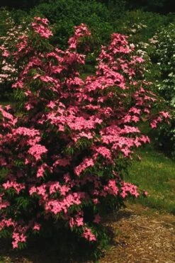 Scarlet Fire Dogwood - Cornus Kousa - 7 Gallon Pot (5-6') -Garden Plant Store Dogwood Scarlet Fire 12
