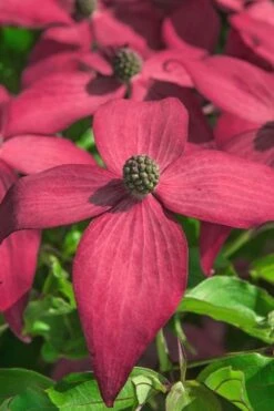 Scarlet Fire Dogwood - Cornus Kousa - 7 Gallon Pot (5-6') -Garden Plant Store Dogwood Scarlet Fire 13