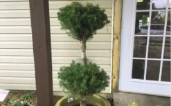 Poodle Tier Dwarf Alberta Spruce Topiary - 2 Gallon Pot -Garden Plant Store Dwarf Alberta Spruce Poodle Tier 2