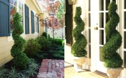 Spiral Dwarf Alberta Spruce Topiary - 3 Gallon Pot -Garden Plant Store Dwarf Alberta Spruce Spiral 1