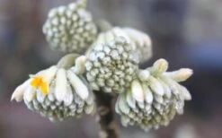 Winter Gold Edgeworthia Chrysantha - Paper Bush - 3 Gallon Pot -Garden Plant Store Edgeworthia Flower Buds