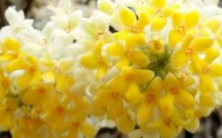 Winter Gold Edgeworthia Chrysantha - Paper Bush - 3 Gallon Pot -Garden Plant Store Edgeworthia Flower Closeup