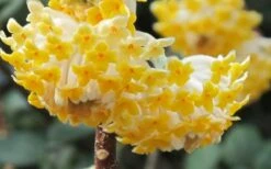 Winter Gold Edgeworthia Chrysantha - Paper Bush - 3 Gallon Pot -Garden Plant Store Edgeworthia Paper Bush