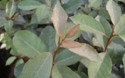 Fruitland Elaeagnus (Silverberry) - 1 Gallon Pot -Garden Plant Store Elaeagnus Fruitland Leaves