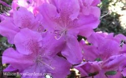 Autumn Lilac Encore Azalea - 1 Gallon Pot -Garden Plant Store Encore Azalea Autumn Lilac 7