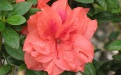 Autumn Monarch Encore Azalea - 1 Gallon Pot -Garden Plant Store Encore Azalea Autumn Monarch 4 50
