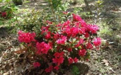 Autumn Ruby Encore Azalea - 1 Gallon Pot 9 Autumn Ruby Encore Azalea - 1 Gallon Pot -Garden Plant Store Encore Azalea Autumn Ruby 5